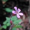 Geranium robertianum1